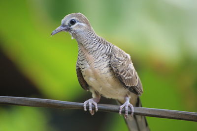 Close-up of bird perching on railing