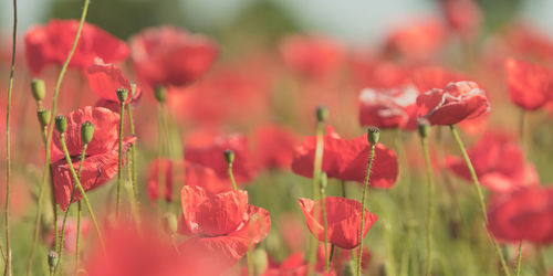 Close-up of red flowering plants on field