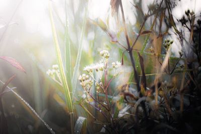 Close-up of flowering plants on field