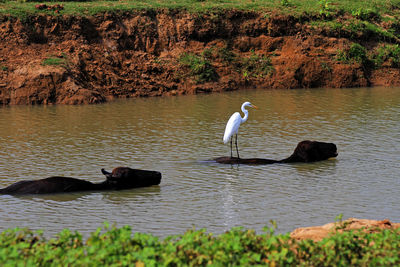 Ducks in a lake