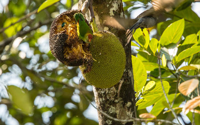 Low angle view of a fruit on tree