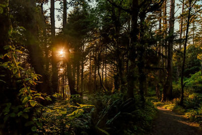 Trees in forest