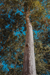 Low angle view of tree trunk against sky