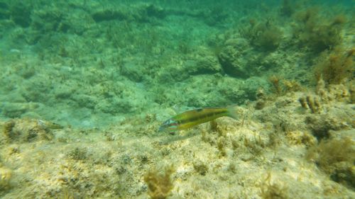 Fish swimming in sea