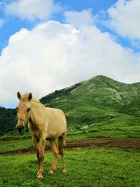 Horses standing on field against sky