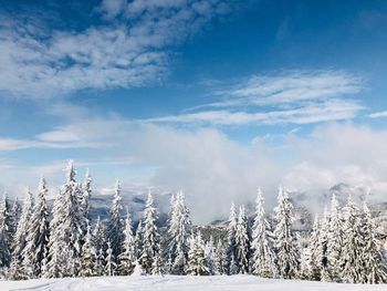 Snow covered trees against sky