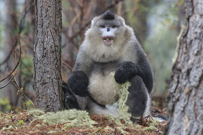 Close-up of monkey sitting on tree trunk