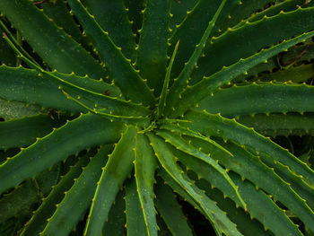 Aloe leaves 
