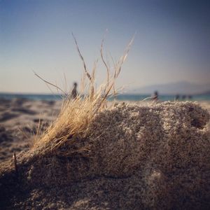 Close-up of grass on beach against clear sky