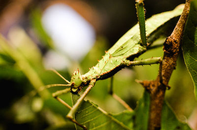 Close-up of insect on plant