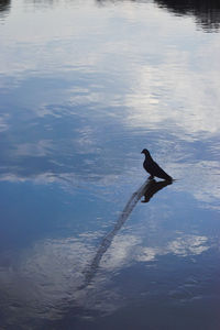 High angle view of bird in water