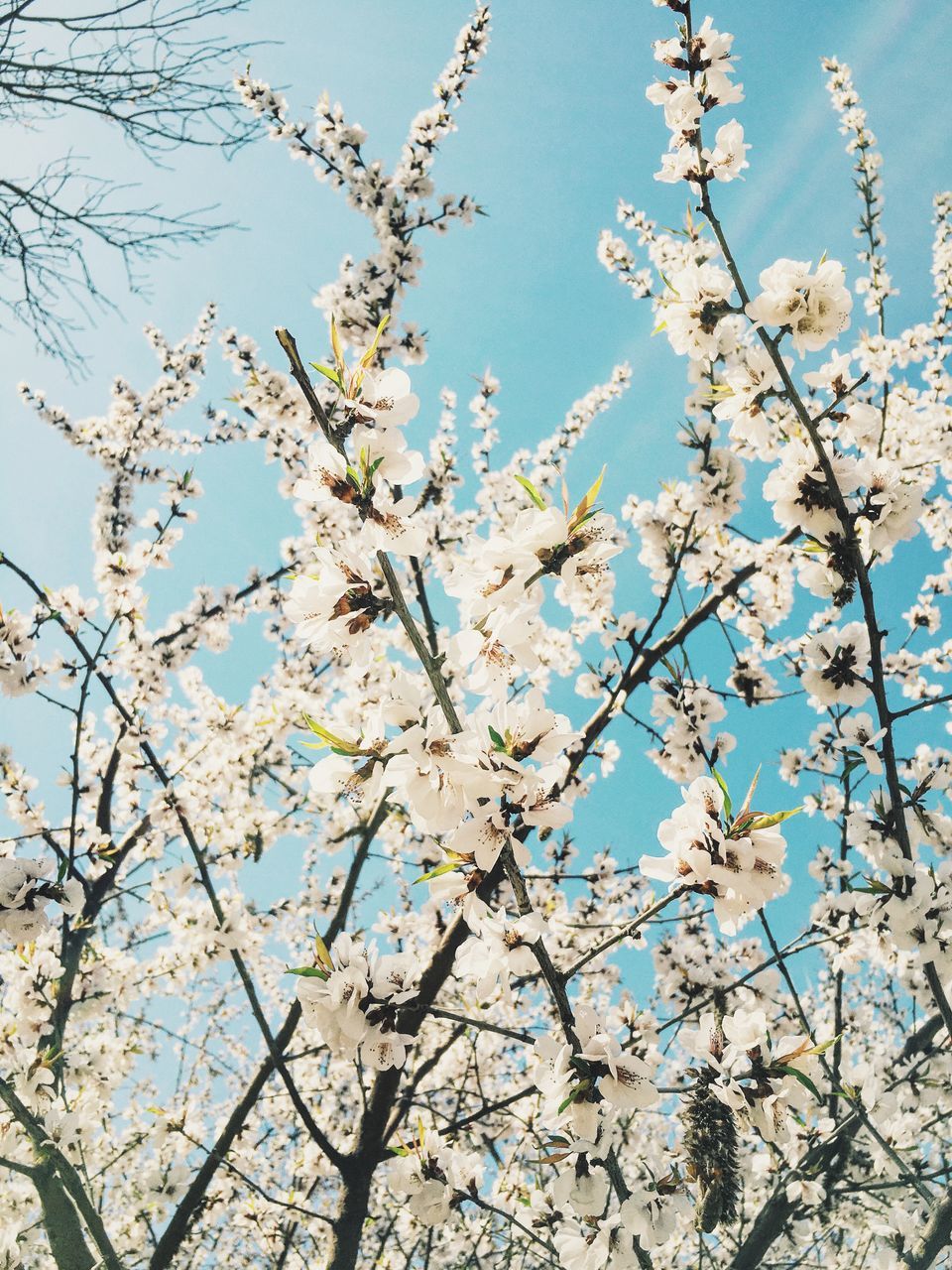 flower, branch, freshness, growth, tree, fragility, beauty in nature, low angle view, blossom, cherry blossom, nature, blooming, cherry tree, clear sky, in bloom, twig, petal, springtime, white color, day