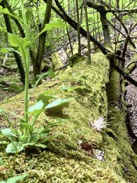 Close-up of moss growing on tree trunk