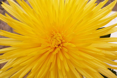 Close-up of yellow chrysanthemum