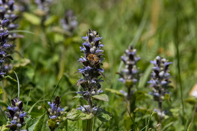 Close-up of purple flowering plants on field