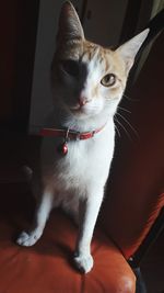 pets