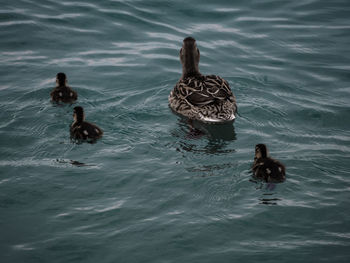 High angle view of ducks swimming in lake