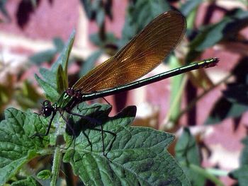 Close-up of butterfly on leaf