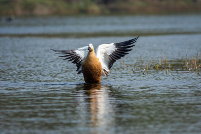 Bird flying over lake