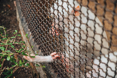 A monkey feeling loneliness and sadness behind jail