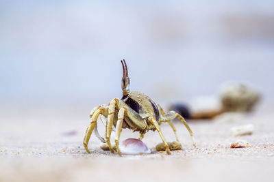 Close-up of grasshopper on sand
