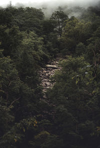 High angle view of trees in forest