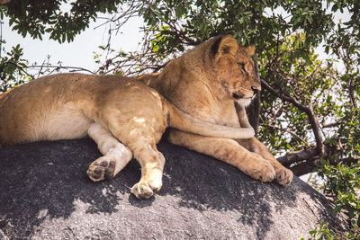 Two lion cubs sitting on a rock under a tree