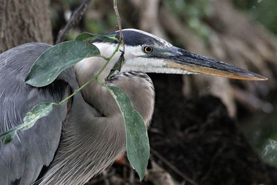 Close-up of a bird