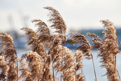 Dry reed stalks growing on banks of river, industrial background. river cane thicket, close up.