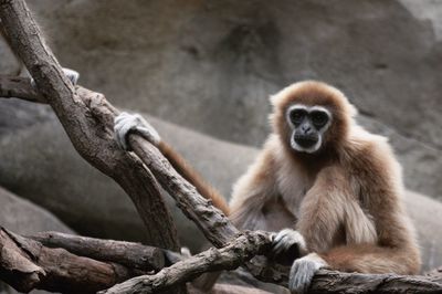 Monkey sitting on branch