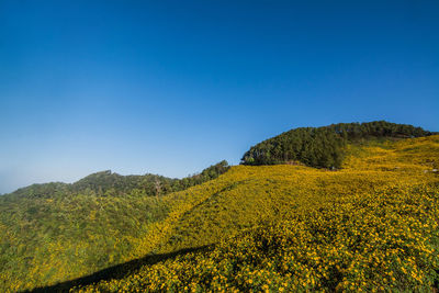 Scenic view of yellow flowers against clear blue sky