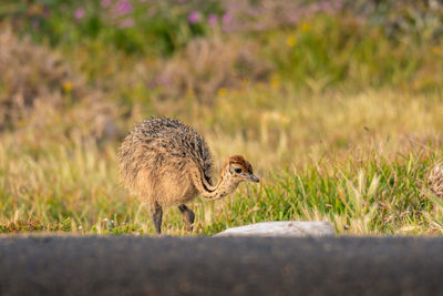 Side view of squirrel on field