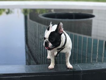 Close-up of dog standing by railing