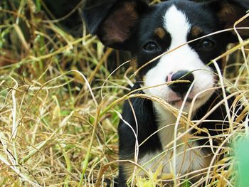 Close-up portrait of dog