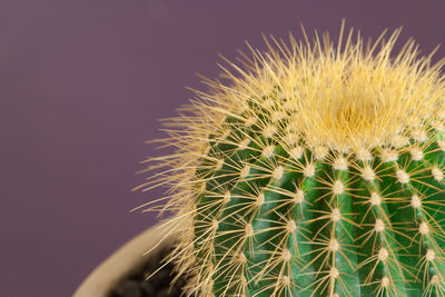 Close-up of cactus plant