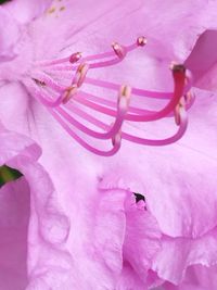 Close-up of pink flower