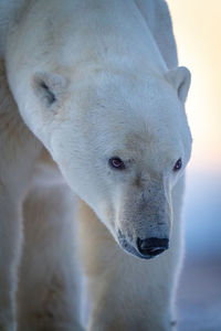 Close-up of polar bear with head down
