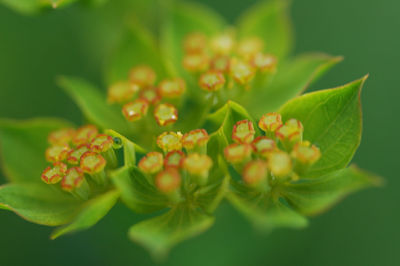 Close-up of yellow flowering plant