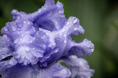 Close-up of wet purple rose flower