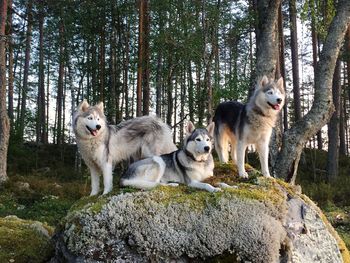 View of two dogs on rock