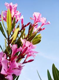 Close-up of pink flowering plant against clear sky