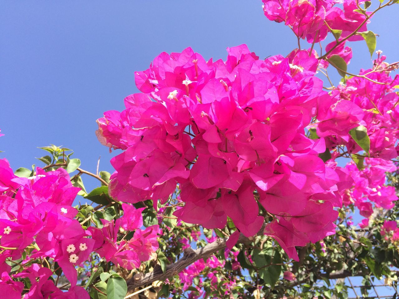 LOW ANGLE VIEW OF PINK CHERRY BLOSSOM