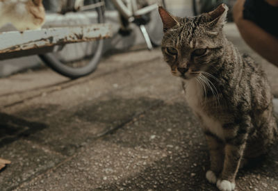 Cat looking away on street in city