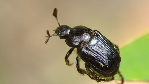 Close-up of insect