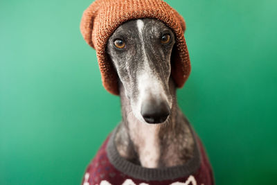 Close-up portrait of a dog