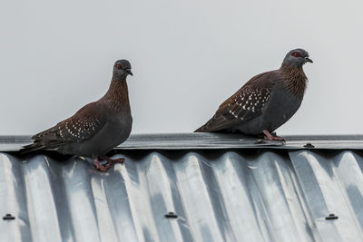 Close-up of pigeons perching on roof