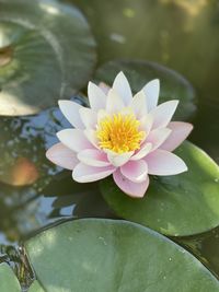 Close-up of lotus water lily in pond