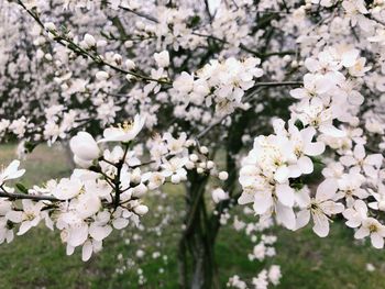 Close-up of white cherry blossoms in spring