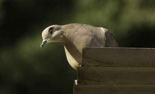Close-up of mourning dove perching on roof