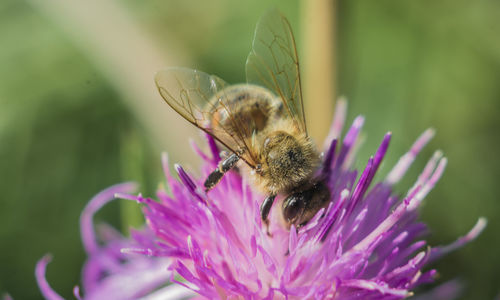 Close-up of honey bee pollinating on purple flower